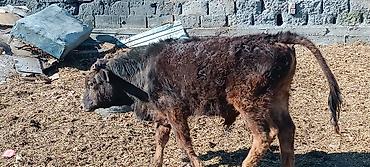 Коровы, быки: Продаю | Бык (самец) | Полукровка | На откорм — 12