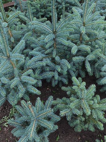 комтер: Ель колючая голубая (Picea pungens ‘Glauca’) — декоративные саженцы с — 2