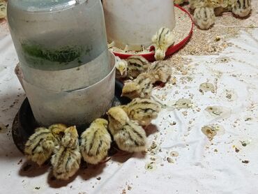 продам вольер для собаки бу: Продаю | Цыплята