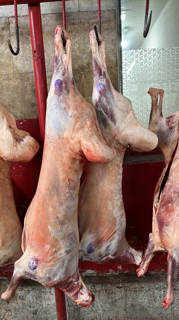 рыба жареная: Мясо на заказ в любое время 
свежая туша мясо баранины 
баранина