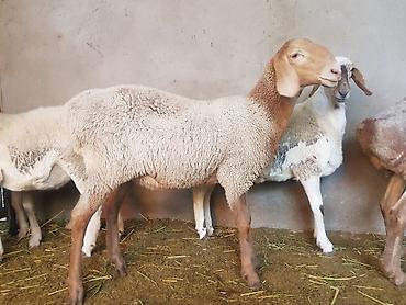 домашний животные: Продаю | Овца (самка) | Арашан — 4