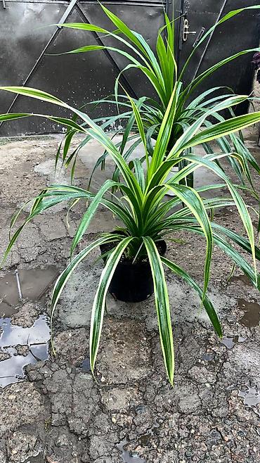 выращивание: Панданус (Pandanus) в горшке - Декоративно-лиственное растение с — 5
