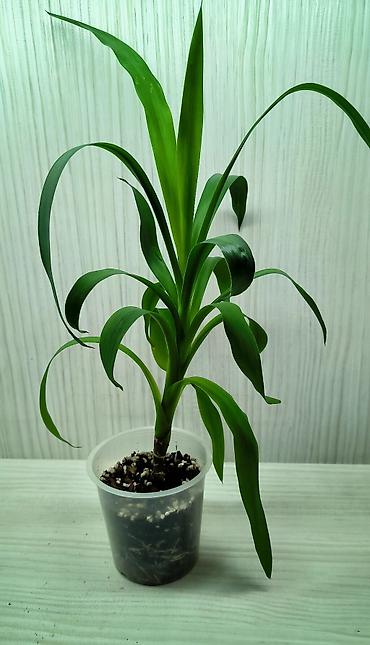 Другие комнатные растения: КОМНАТНЫЕ ЦВЕТЫ ПРОДАЮ 🌱 Каланхоэ - 100 🌱 Фикус Даниэль - 500 🌱 — 8