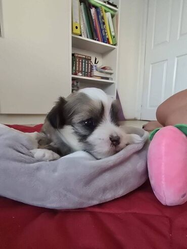 Psi: Štenci havanskog bišona šampionskog porekla iz registrovane — 9