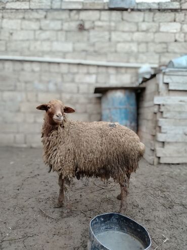 Quzu: Quzu, Erkək, Qala, ay: 1, 29 kq, Ətlik, Damazlıq, Ünvandan götürmə — 3