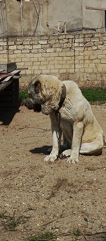 İtlər: Kanqal, 2 il — 1