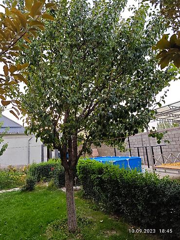 Продажа коттеджей и домов: Срочно продам частный дом! Район: Начало ул. Шералиева Ул. Бишкек-125 — 29