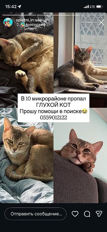 мини кошка: Отдам даром кошку — 1