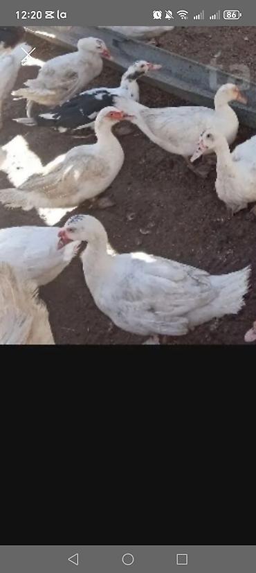 ana ari: Muscovy ördəkləri (indo-ördəklər) – qarışıq rənglərdə sürü - — 1