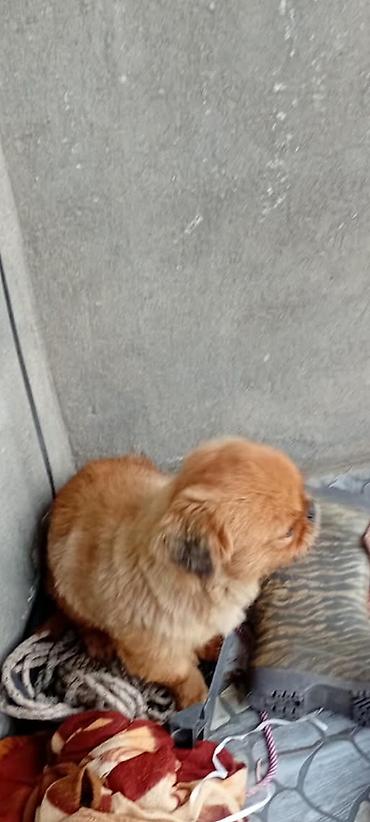Çixuahua