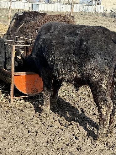 Коровы, быки: Продаю | Музоо, торпок | На откорм — 10