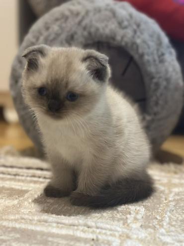 Pişiklər: Şotland, Erkək, Dişi — 4