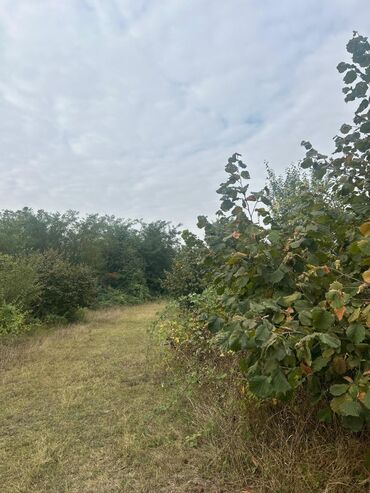 Torpaq sahələrinin satışı: 110 sot, Tikinti — 9