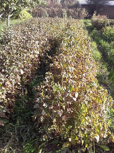 Другие виды семян и саженцев: Продаём саженцы смородины алтайский местный .(обмен есть рассмотрим — 12