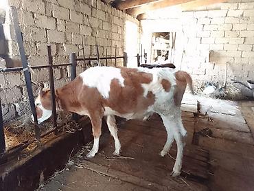 Dana, buzov: Dana, buzov, Dişi, ay: 1, 100 kq, Ətlik, Ünvandan götürmə, Ödənişli çatdırılma — 17