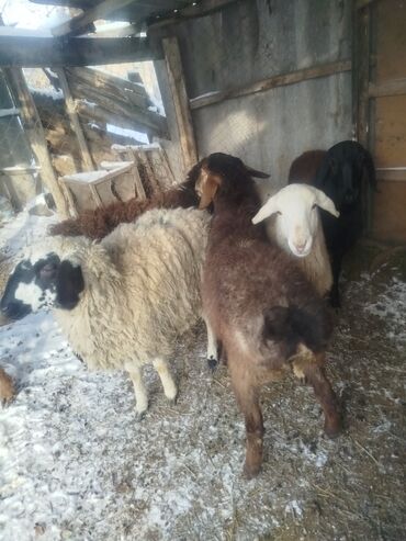 Баран, овца: Продаю | Ягненок | Полукровка | Для разведения | Матка — 4