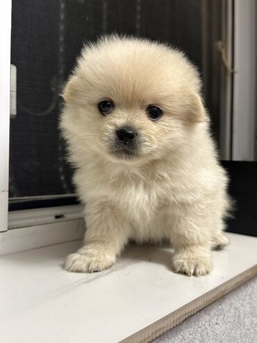 İtlər: Şpitz, 1 ay, Erkek — 9