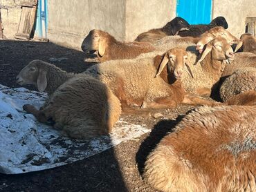 Бараны, овцы: Продаю | Овца (самка) | Для разведения | Племенные — 8