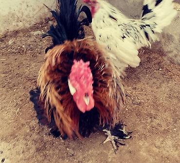 depo qold: Xoruz, il: 1, Ödənişli çatdırılma — 5