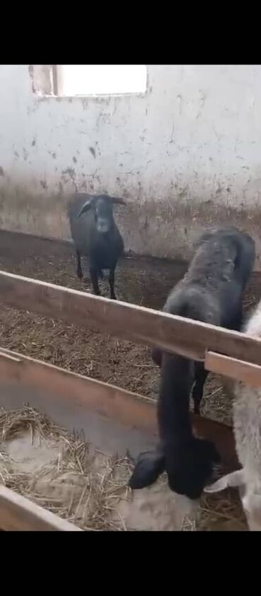 оборудование для кур несушек: Срочно сатылат 7 баш кой оптом 13.500