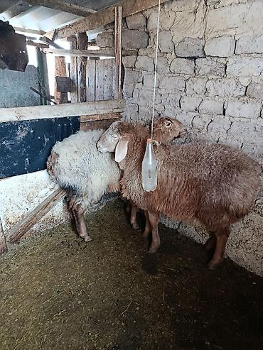 Баран, овца: Продаю | Овца (самка) | Для разведения | Матка — 10