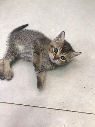 Pişiklər: Şotland — 7