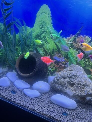 Akvariumlar: Akvarium-şkaf, Balıqlarla birlikdə, 90 l, Ödənişli çatdırılma — 8