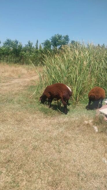 Qoyunlar, qoçlar: Məhsul: Qoyunlar (heyvandarlıq üçün) Təsvir: - Şəkillərdə təsərrüfat — 9