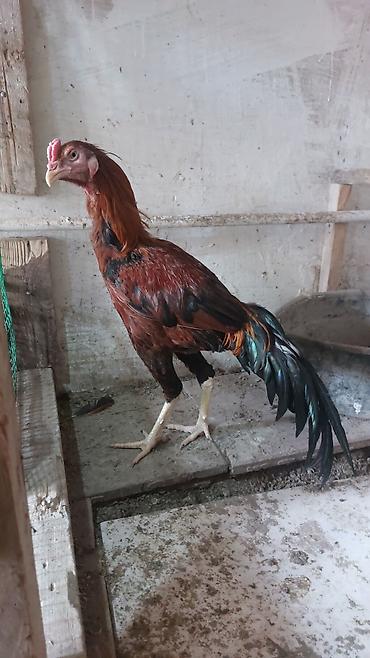 cücə və xoruz: Məhsul: Uzunboyun yerli döyüş tipli xoruz (qamətli, sərt sümüklü) — 8