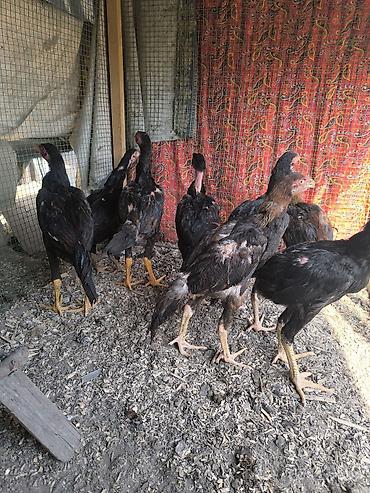 Продам с/х животных: Продаю | Куры | Бойцовая | Для разведения — 5