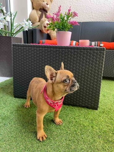 Psi: Odgajivacnica "Happy Puppies" ima u ponudi prelepe stence francuski na lalafo.rs — 7 Psi: Odgajivacnica "Happy Puppies" ima u ponudi prelepe stence francuski — 7