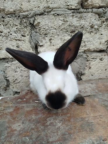 Dovşanlar: Kalfor dovsanlar temiz qan — 7