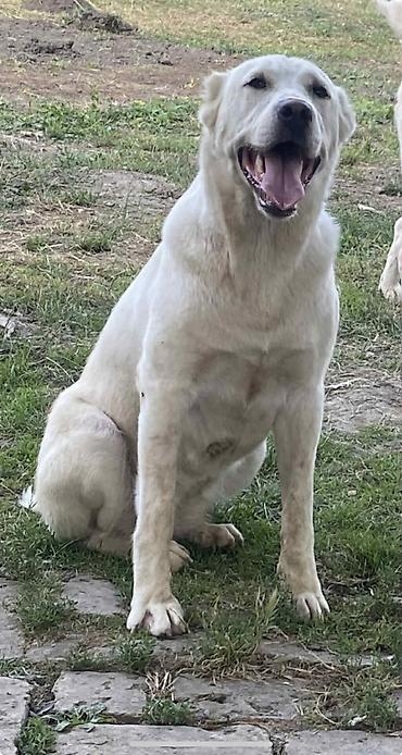 Psi: Na prodaju ženka azijata (srednjeaziski ovčar) Stara 6. Nedelja na lalafo.rs — 15 Psi: Na prodaju ženka azijata (srednjeaziski ovčar) Stara 6. Nedelja — 15