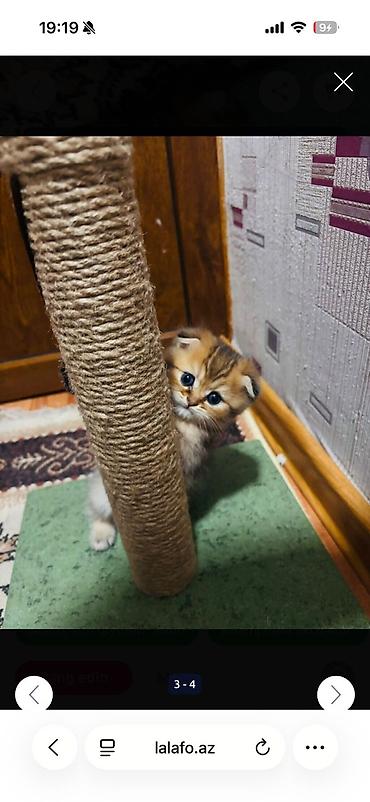 Pişiklər: Şotland — 6