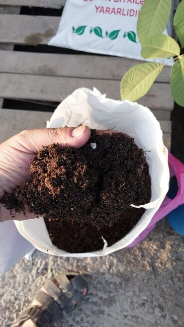 Toxumlar: IşQazon catrlma qurasdrmasi gul ciceyle baqlarin bezedilmesi 24/7 — 20