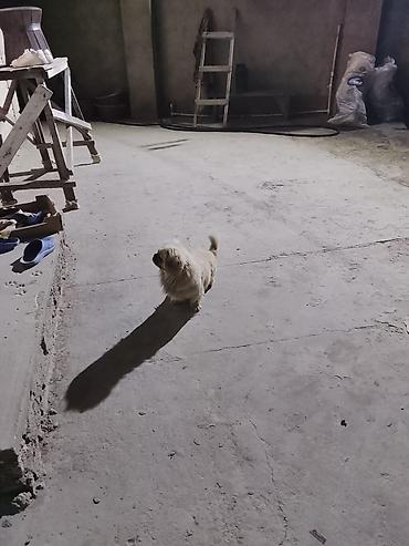 doyuş itləri: Pekines — 2