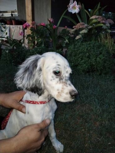 Psi: Na prodaju Štenad engleskog setera. Ovi predivni stenci su šampionskog — 8