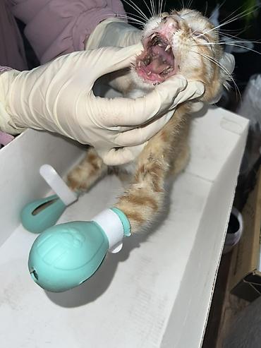 tap. az itler: Məhsul: Pişiklər üçün peşəkar baytar-grooming xidməti Təsvir: - — 1