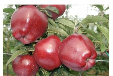 продам яблоки: Семена и саженцы Малины, Черешни, Самовывоз