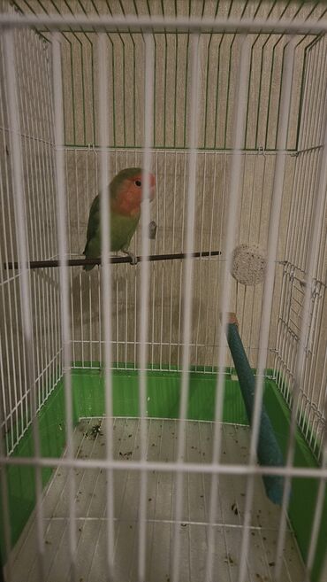 Tutuquşları: Продаётся попугай (неразлучник) 🐦 Возраст: около 1 года Состояние