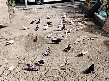 göyərcinlər: Salam quşlar hoptom satilir usd usde 5manatdan asaqi yeri yoxdur uz — 4