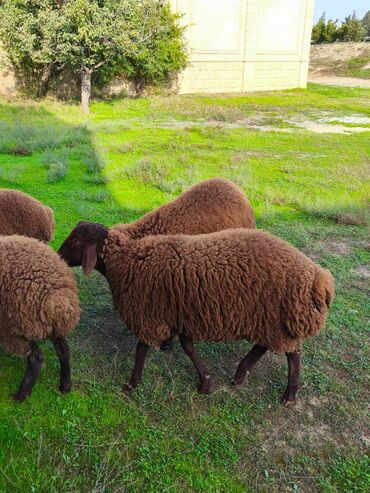 шубы из ламы: Qala cinsi erkək quzular. Hal hazırda 8 aylıqdır