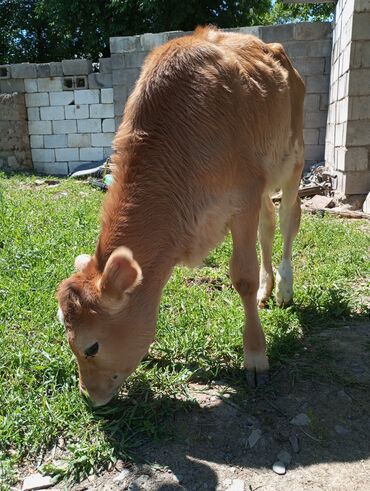 бычки 7 8 месяц: Продаю | Корова (самка), Тёлка, Музоо, торпок | Для молока
