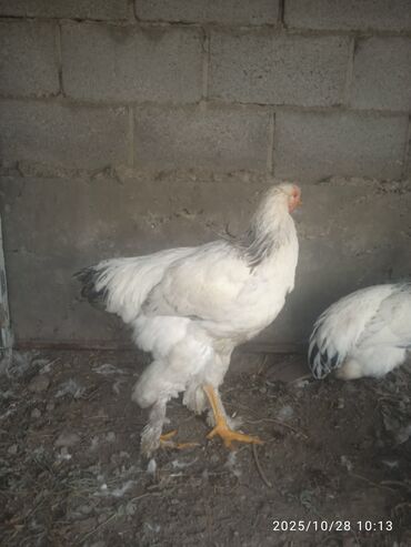 продажа щенков немецкой овчарки с документами в бишкеке: Продаю | Куры, Петух | Брама | Для разведения