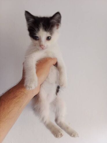 кошки в добрые руки: Отдам в добрые руки. Мальчик, родился 30 марта. Очень шустрый