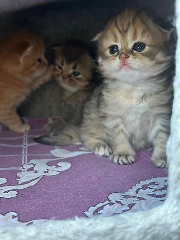 Pişiklər: Şotland — 6