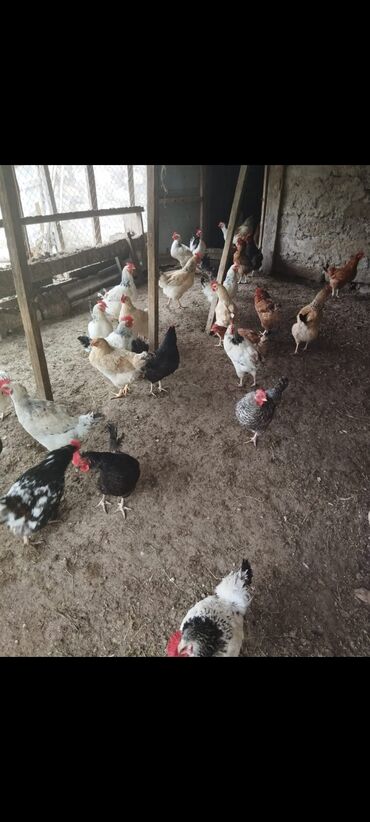 sort toyuqlar: Satlir toyuqlar isdiyen olsa vacapda elaqe saxlasin 20 denedi 13