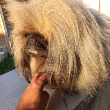 Psi: Pekinezeri, pravi, izuzetno poreklo, rodovnik, knjižice, vakcine na lalafo.rs — 15 Psi: Pekinezeri, pravi, izuzetno poreklo, rodovnik, knjižice, vakcine — 15