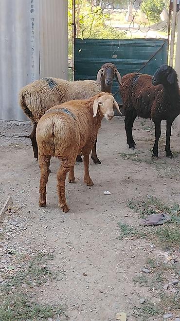 Продам с/х животных: Продаю | Овца (самка) | Полукровка | На забой | Матка — 2