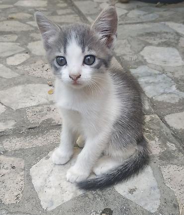 gence pisik: Bu gözəl balaca evini gözləyir ❤️ 1,5 aylıq çox şirin balaca pişiklər — 2